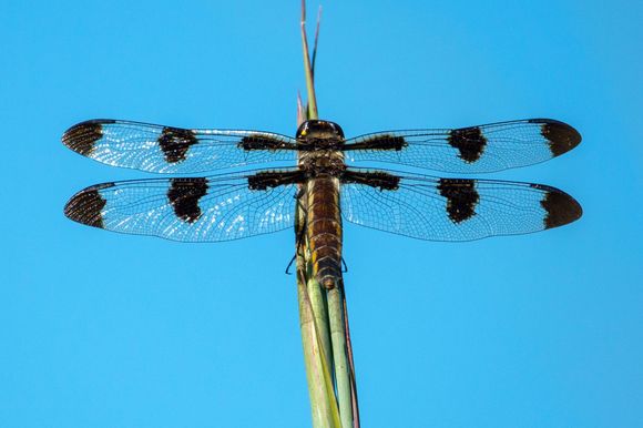 Some kind of dragonfly