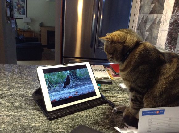 Miss Lilly using the search function