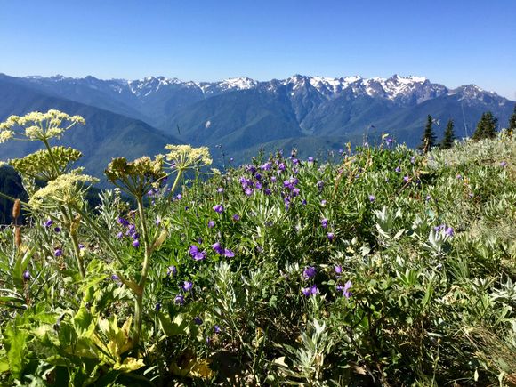 Hurricane Ridge, Olympic NP 2018