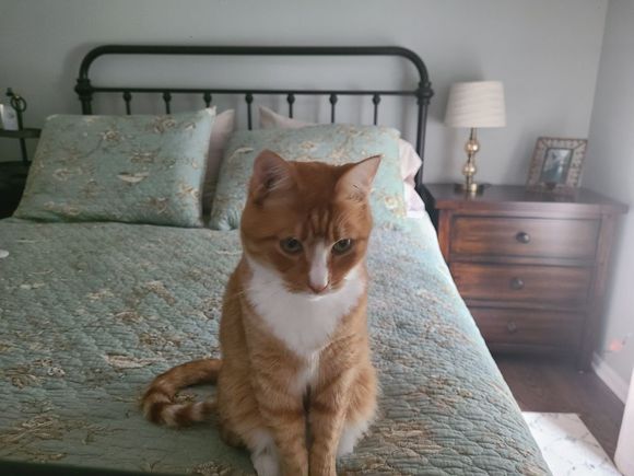 Isn’t this sad. My grandcat missing me.  That’s where I slept when I babysat him last week. 