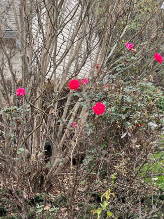 Remnants of the past. Knockout roses still hanging in there
