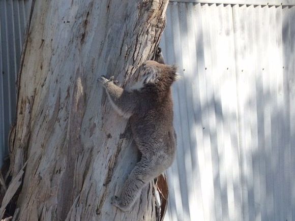 Scrambling up the tree