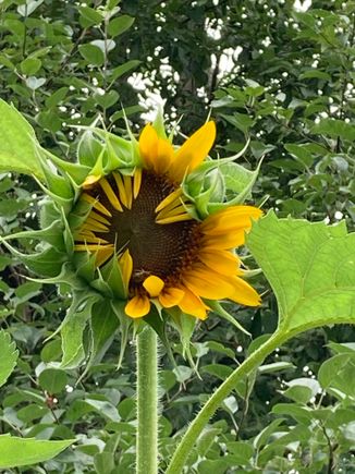 first sunflower to open