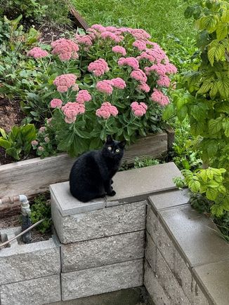 Another neighbor--this one looks so much like our Ouija