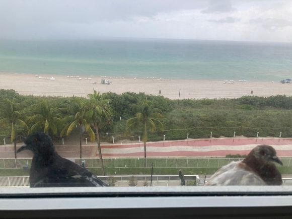 Pigeons sheltering at our window for the storm. Not a great photo - we have a dirty window, but they were looking cute. 