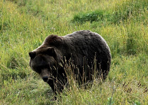Alaska Wildlife Conservation Center