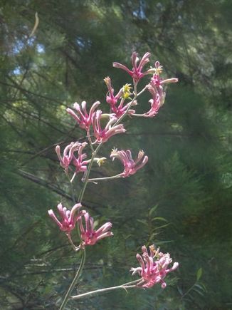 Kangaroo paw flowers 