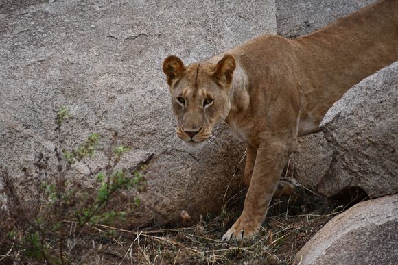 This lioness was starting her evening hunt.