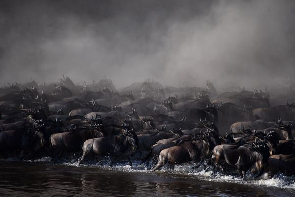 ...and massive hordes crossing.