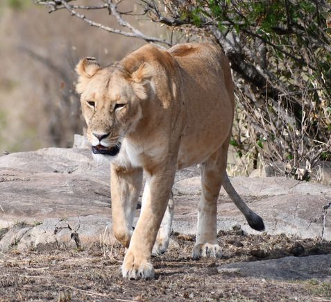 Walking into the sunrise.