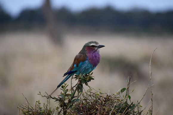 Lilac breasted roller - how can a bird have so many beautiful colors?