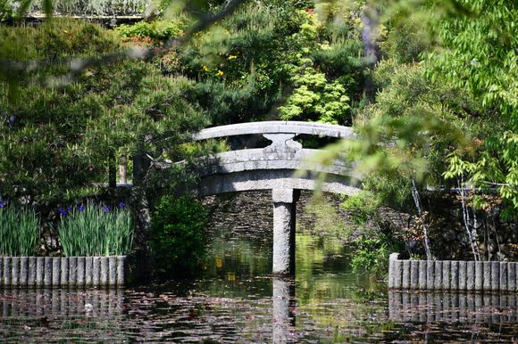 A perfect example of a beautiful garden scene at Ryoanji
