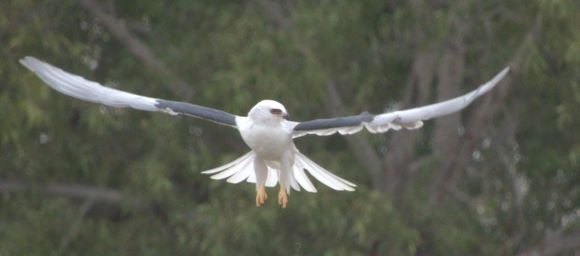 White-tailed Kite