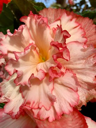 Mendocino Botanical Gardens 