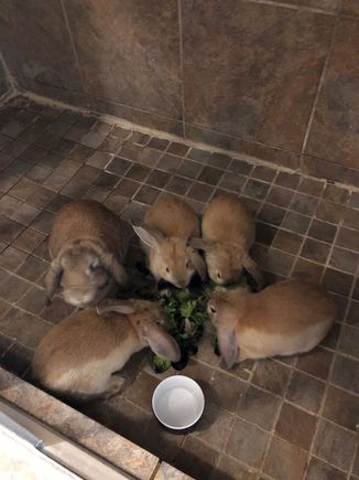 Baby rabbits growing up. Testing to see if this will post, as I tried a week or two ago and had no luck.

dcd - I’m loving all the photos! I must get to the South Island.