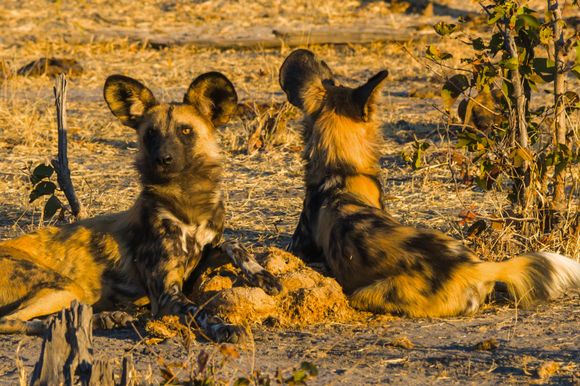 Wild dogs