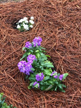 
Purple and white (below) stock and white candytuft planted in front of the bushes along front walkway.  They smell heavenly! 

