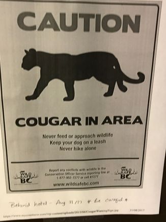 Raincitygirl  the cougar visit to our motel in Campbell River beats out the fox I saw in Edgeware tube station the other day. I wish I had taken a picture of the fox but my phone was packed away. 