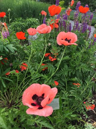The poppies from Maine.  Love my travel memories.