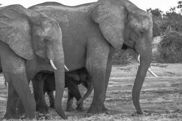 Chobe NP, Botswana