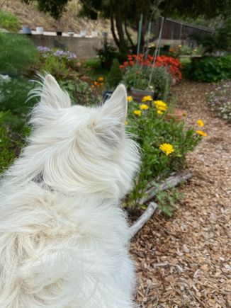 Watsons view of the garden. Well the rain has really helped my weed pulling! Did some one handed weeding.Enjoying the birdsong and flowers starting to bloom.