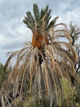 Dugout wells in the desert helps plants stay alive.