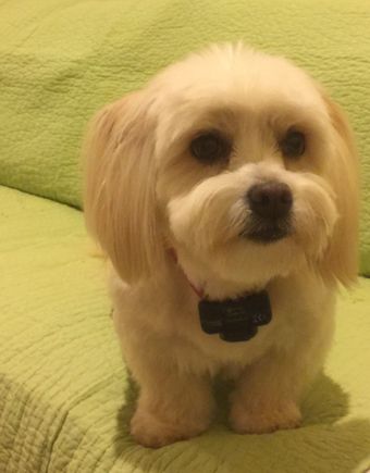 My beloved Mr. Fluffy