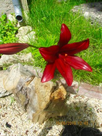 The lilies are coming!