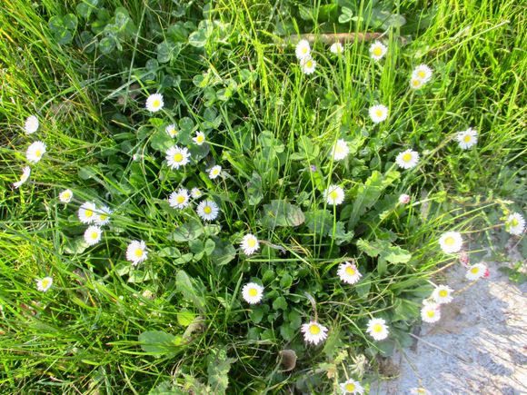 Wildflowers in the lawn
