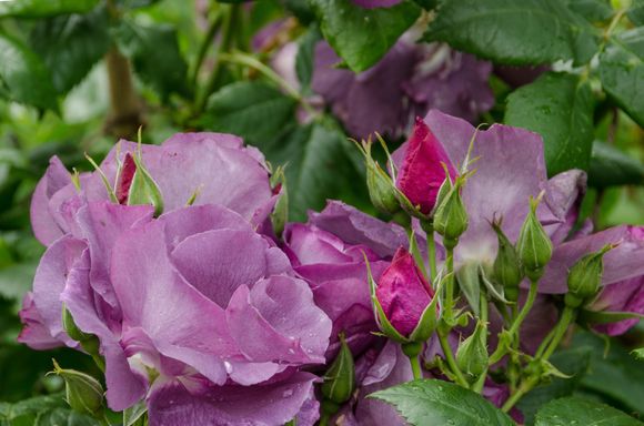 We enjoyed Kiftsgate but were disappointed to learn that their namesake Kiftsgate Rose (Britain's largest) was out-of-season. This garden has been created and run by 3 generations of women gardeners. 
