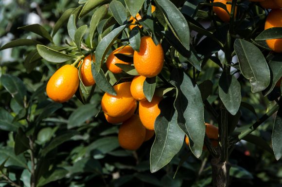 Persimmons if I'm not mistaken. There was also a wide range of different tropical citrus on site. Guide Luisa was generally cognizant of our being the sole non-Italian speakers. But sometimes she lapsed into local Napolitano dialect, 'Eh lui!" We learned later that week that her phrase had meant "Hey you two--c'mere and see this!" 