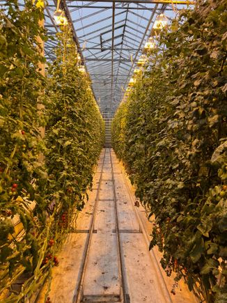 Friðheimar - greenhouse