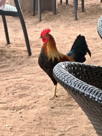 Chicken are everywhere in Kauai