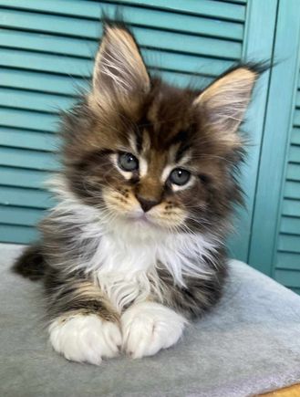 We are exploring adopting this Maine coon kitten