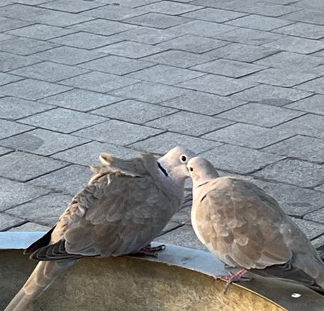 Maybe these are Florida’s pigeons?