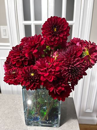Tons of blooms from the Natal dahlias (and many more buds still on the plants)