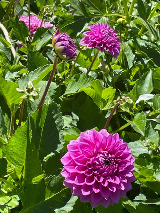 The dahlia patch
