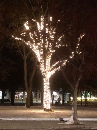 central park tree lights