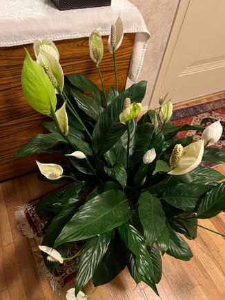 Would someone please identify this plant 