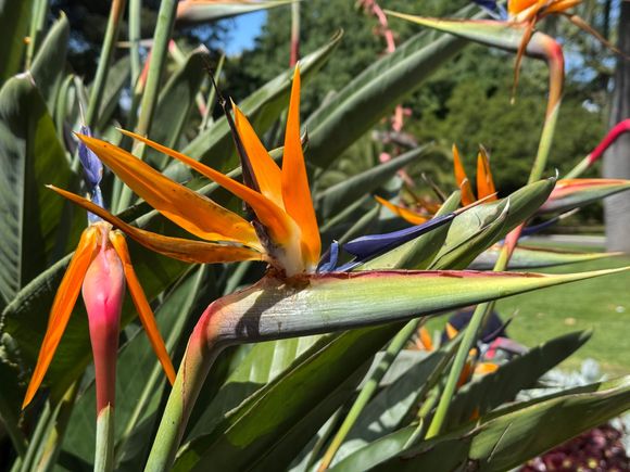 Bird of Paradise!