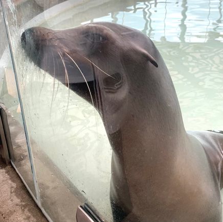 We enjoyed the aquarium 