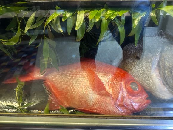 Virrey, distinguishable by its large eye and bright scarlet skin; this white fish was cooked to perfection here