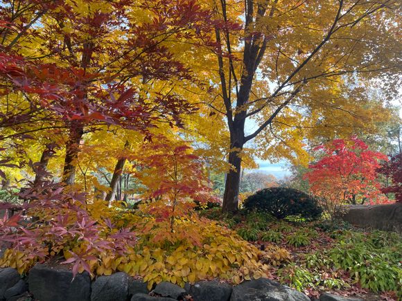 My Gardens in their glory. 