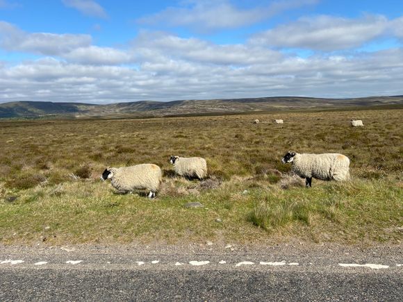 The ubiquitous sheep