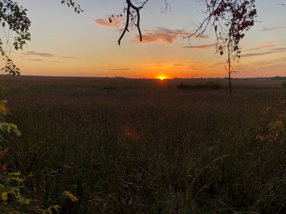 sunrise from my shop. Ordinary Minnesota view, swamp/trees and a corn field.