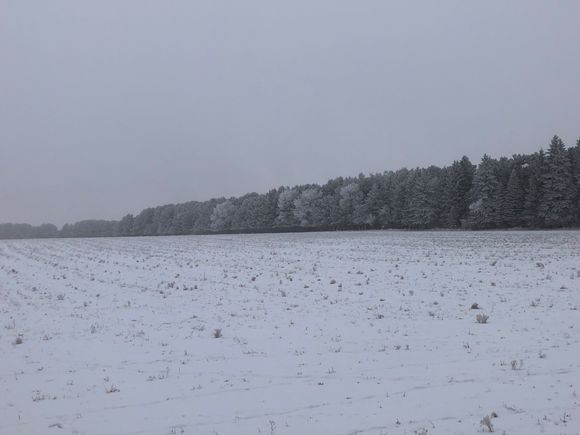 typical small field surrounded by trees.