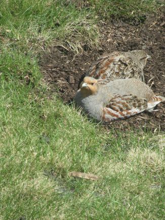 I had to sneak  and tale a picture through the  window because they are very  skiddish !!!