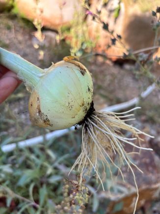 The first of what will be a nice crop of sweet onions.