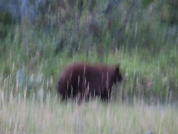 Fuzzy bear picture.  I should have used cell phone camera.