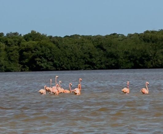 Flamingos
